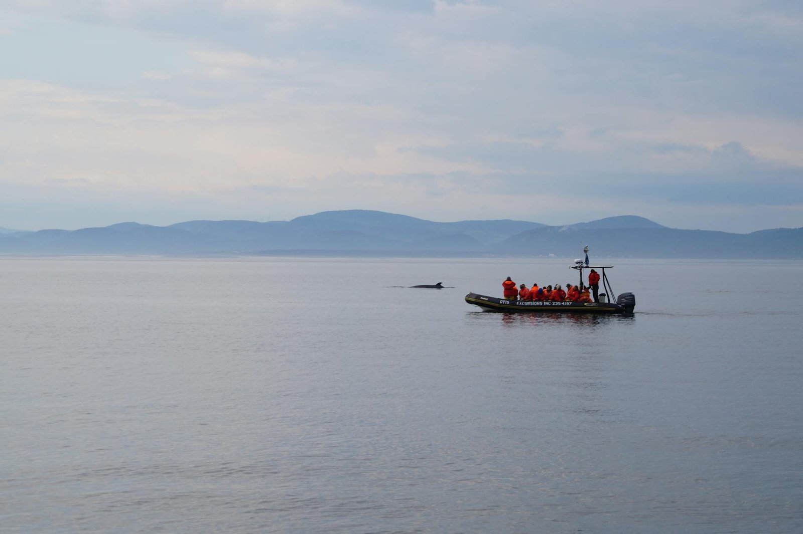 Whale Watching
