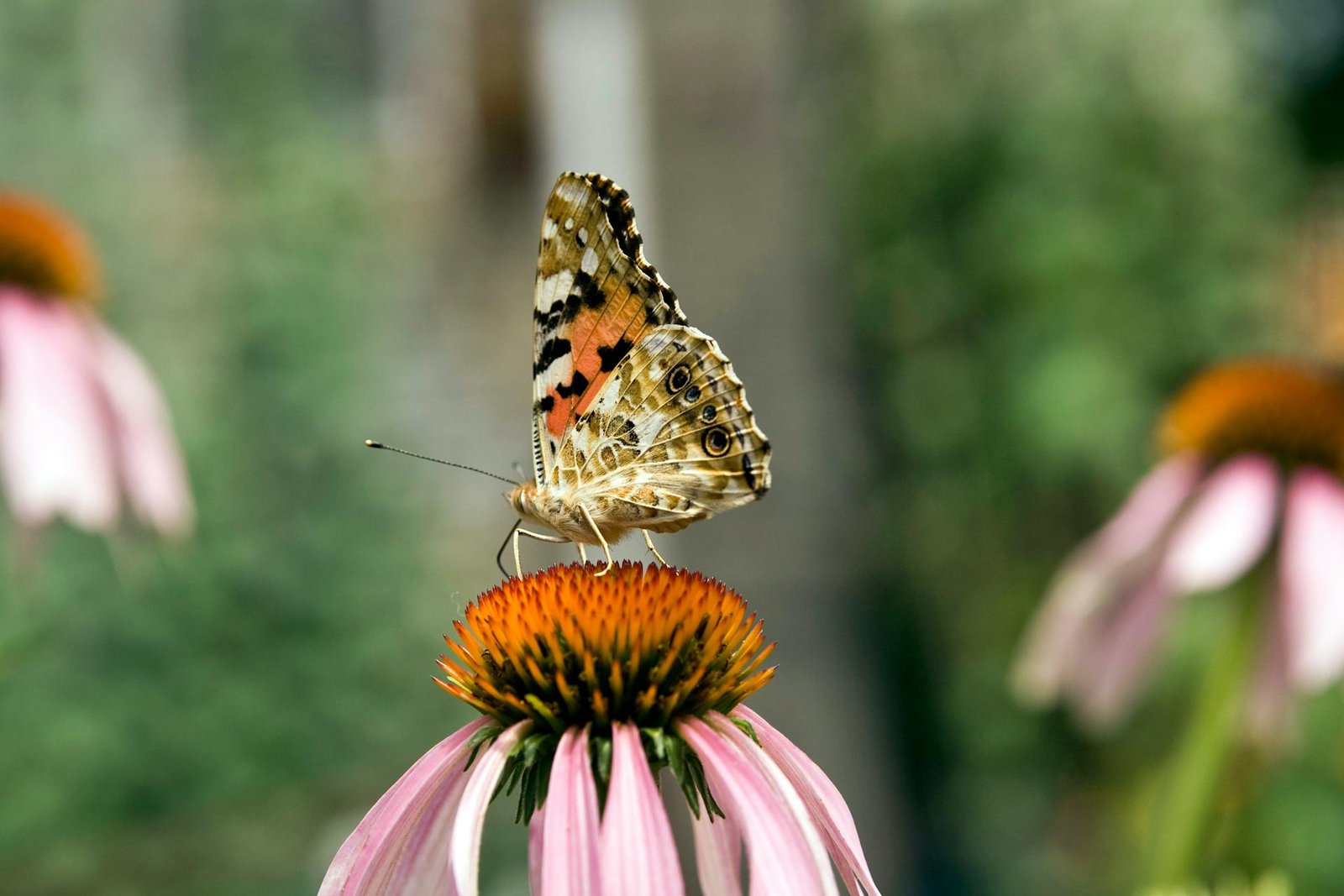 Painted Lady Butterfly on Coneflower in Garden