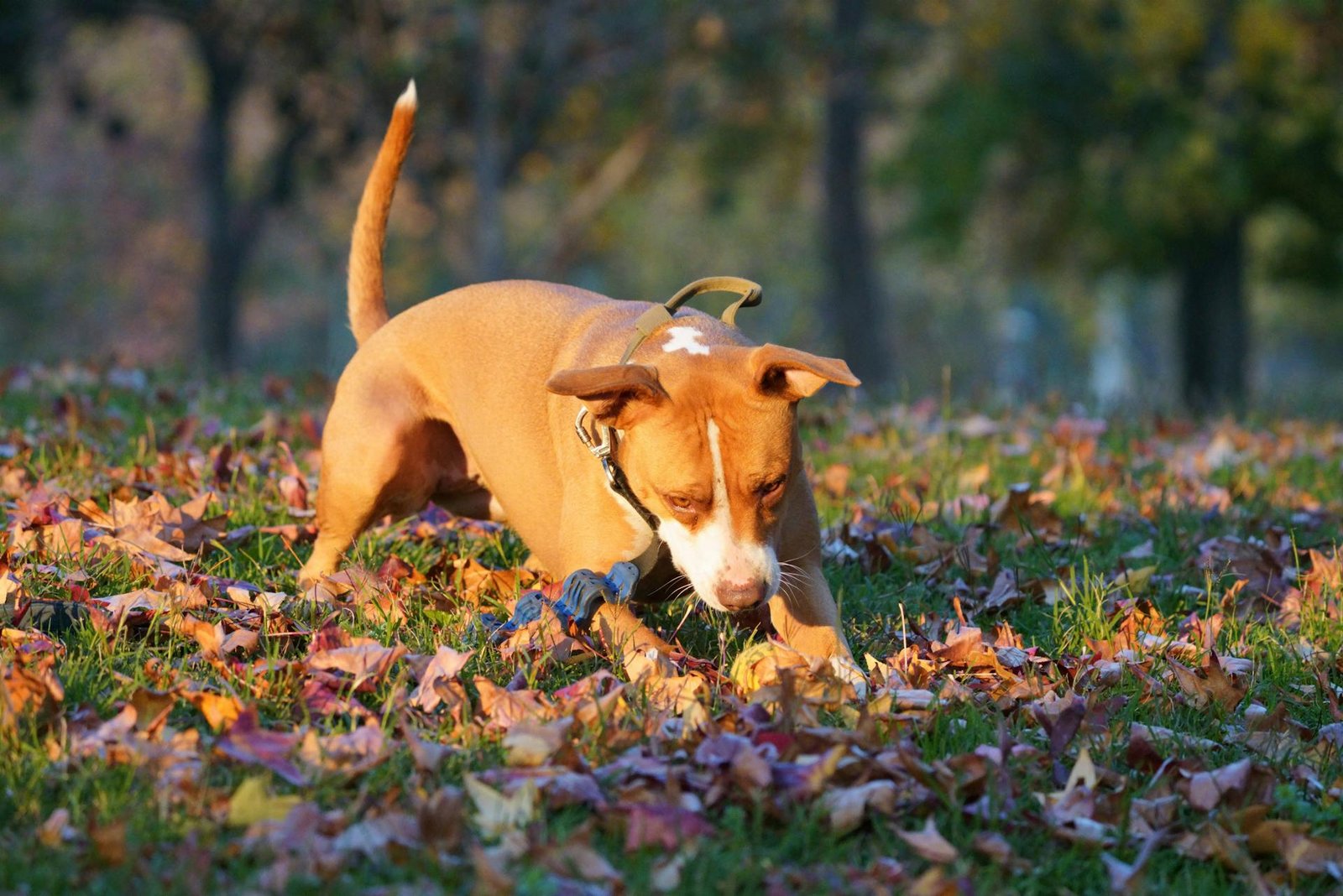 Playful Pitbull in Autumn Leaves Outdoors